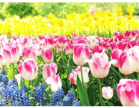 チューリップ　球根　栽培